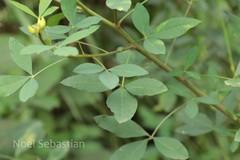 Crotalaria agatiflora